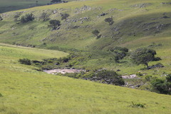 Leucadendron pondoense