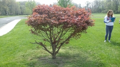 Acer palmatum