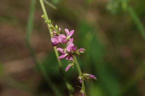 Oxytes brachypoda (A.Gray) H.Ohashi & K.Ohashi