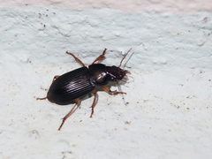 Harpalus sinicus