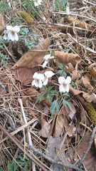 Viola chaerophylloides