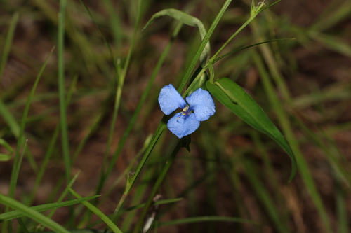 Image of Commelina lanceolata by (c) Greg Tasney, some rights reserved (CC BY-SA)