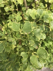 Polyscias balfouriana