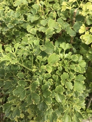 Polyscias balfouriana