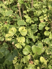 Polyscias balfouriana