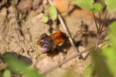 Bombus pascuorum