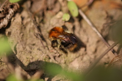 Bombus pascuorum