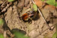 Bombus pascuorum