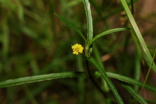 Image of Eclipta platyglossa by (c) Greg Tasney, some rights reserved (CC BY-SA)