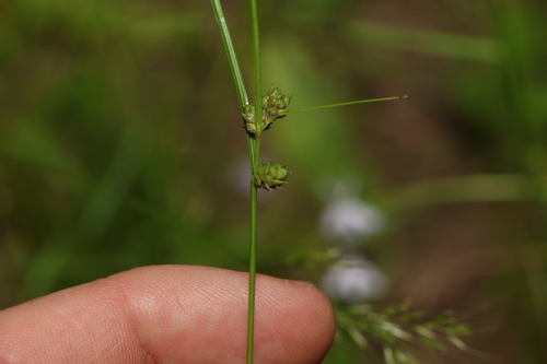 Image of Carex inversa by (c) Greg Tasney, some rights reserved (CC BY-SA)