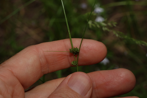 Image of Carex inversa by (c) Greg Tasney, some rights reserved (CC BY-SA)