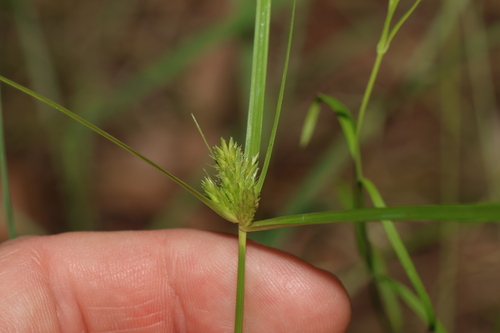 Cyperus aggregatus iNat (3)