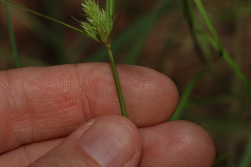 Image of Cyperus aggregatus by (c) Greg Tasney, some rights reserved (CC BY-SA)