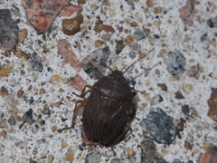 Caystrus obscurus