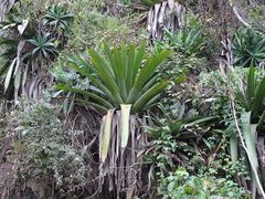 Pseudalcantarea grandis, photograph (c) Alexis López Hernández, some rights reserved (CC BY)