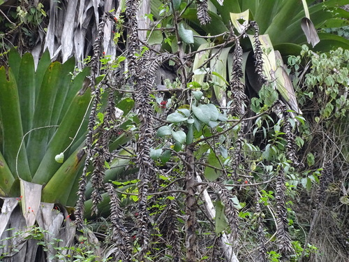 Pseudalcantarea grandis, photograph 6