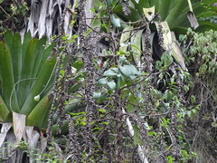 Pseudalcantarea grandis, photograph (c) Alexis López Hernández, some rights reserved (CC BY)