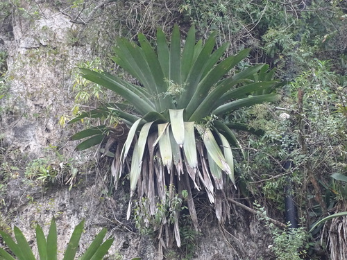 Pseudalcantarea grandis, photograph 4