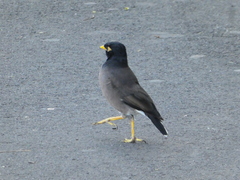 Acridotheres tristis