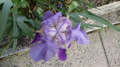 Iridaceae