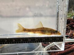 Short-Barbel Gudgeon photo 1