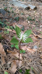 Chloranthus fortunei