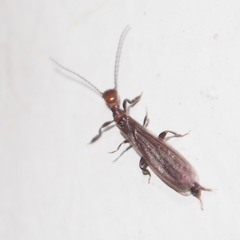 Oligotoma humbertiana