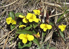 Viola orientalis