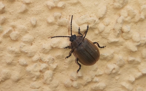 Galeruca pomonae