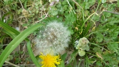 Taraxacum officinale