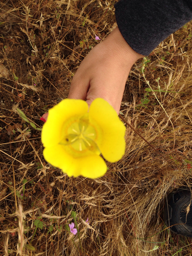 iNaturalist observation photo of Yellow Mariposa Lily