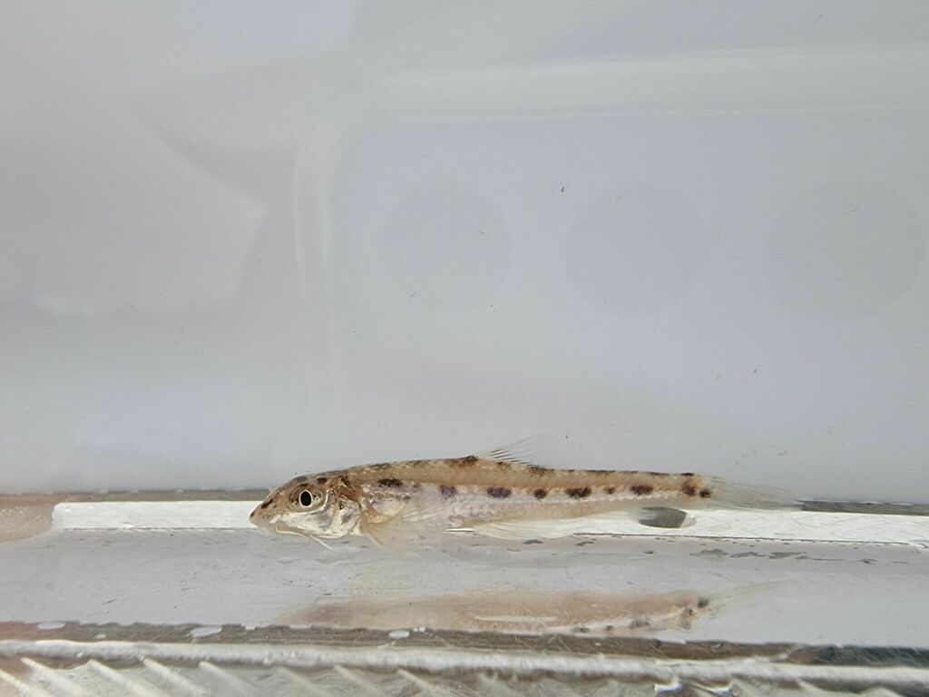 Nakdong Gudgeon