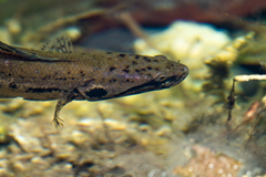 Forest Snakehead photo 3