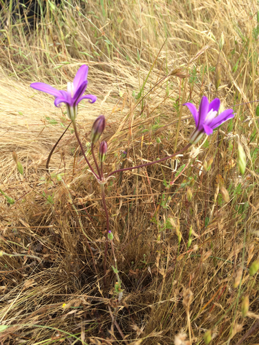 iNaturalist observation photo of Appendage Brodiaea