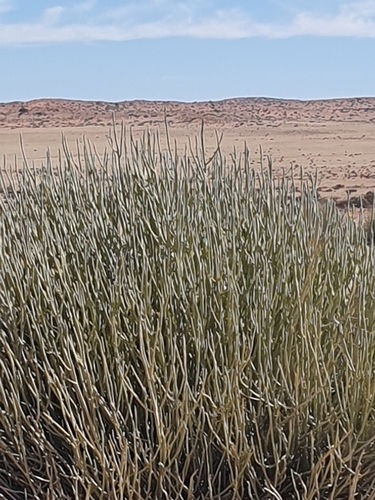 Image of Euphorbia gregaria by (c) marius, some rights reserved (CC BY)