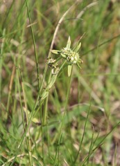 Spermacoce natalensis