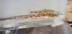 Nakdong Gudgeon photo 3