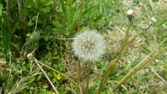 Taraxacum officinale