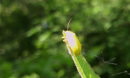 Cteniopus sulphureus