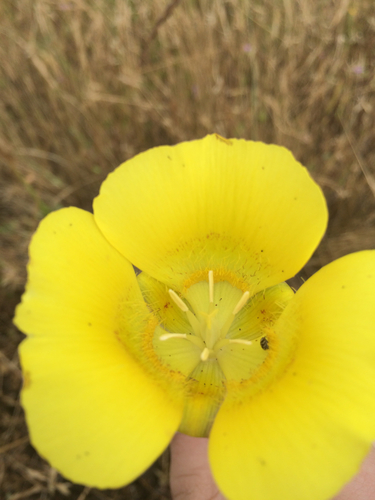 iNaturalist observation photo of Yellow Mariposa Lily