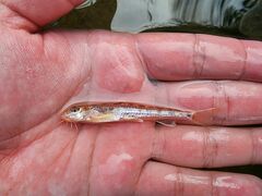 Nakdong Gudgeon photo 2