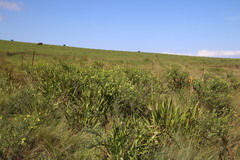 Lasiosiphon triplinervis