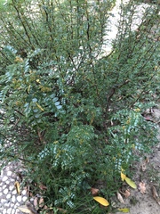 Zanthoxylum beecheyanum