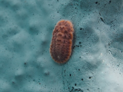 Drosicha