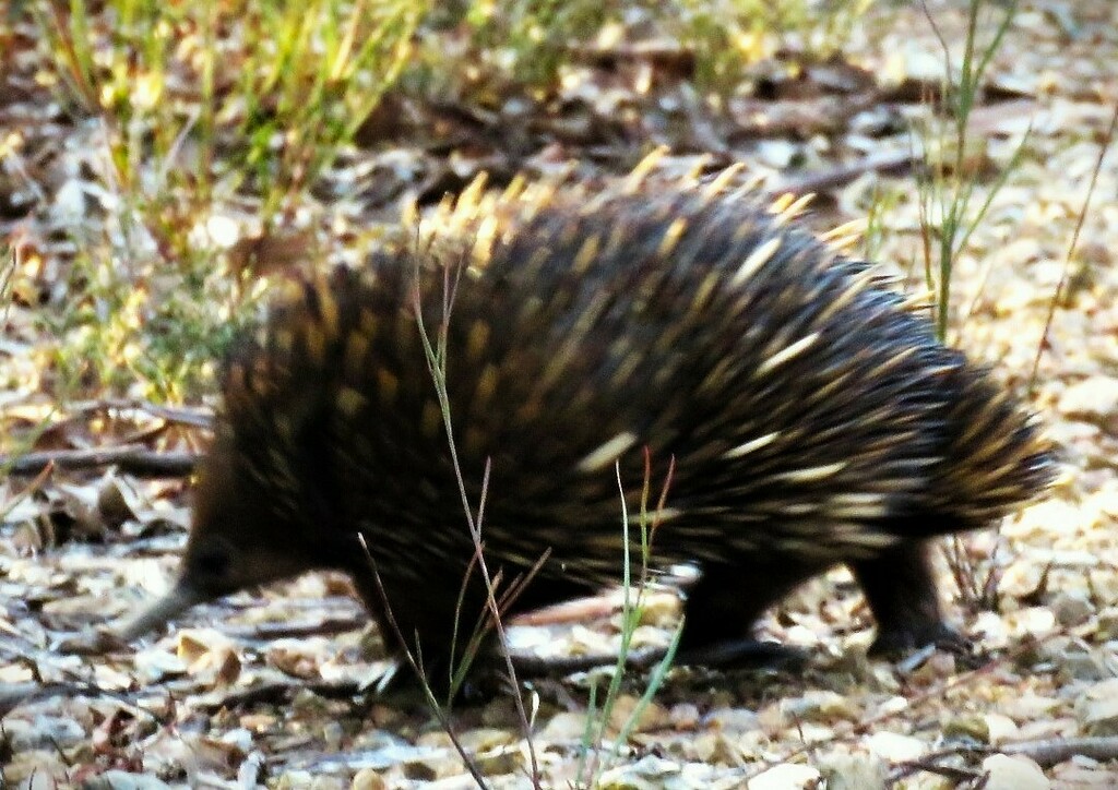 Mount Marsden Short-beaked Echidna from Mount Marsden NSW 2849, Australia on January ...
