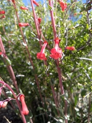 Penstemon utahensis