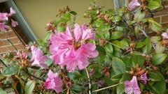 Rhododendron