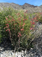 Penstemon utahensis