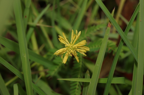Image of Neptunia gracilis by (c) Greg Tasney, some rights reserved (CC BY-SA)