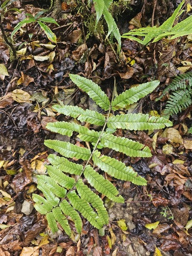 Dryopteris scottii iNat (2)